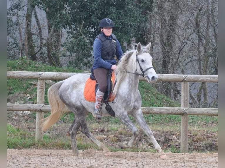 Altre razze Giumenta 4 Anni 156 cm Grigio in Condom