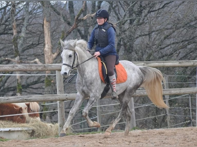 Altre razze Giumenta 4 Anni 156 cm Grigio in Condom