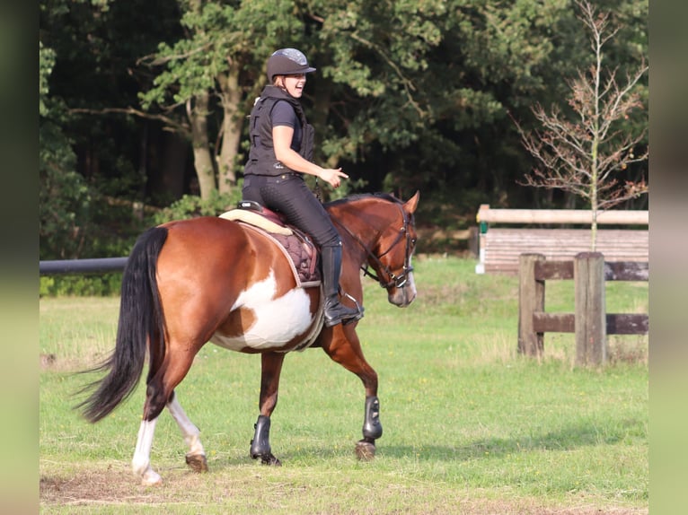 Altre razze Mix Giumenta 4 Anni 156 cm Overo-tutti i colori in Oberhausen