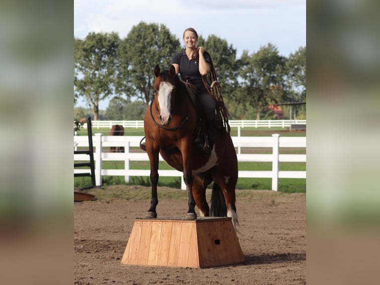 Altre razze Mix Giumenta 4 Anni 156 cm Overo-tutti i colori in Oberhausen