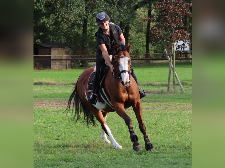 Altre razze Mix Giumenta 4 Anni 156 cm Overo-tutti i colori in Oberhausen