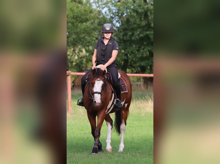 Altre razze Mix Giumenta 4 Anni 156 cm Overo-tutti i colori in Oberhausen