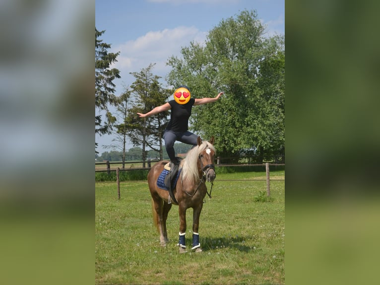 Altre razze Giumenta 4 Anni 157 cm Palomino in Breda