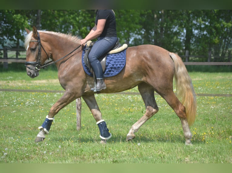 Altre razze Giumenta 4 Anni 157 cm Palomino in Breda
