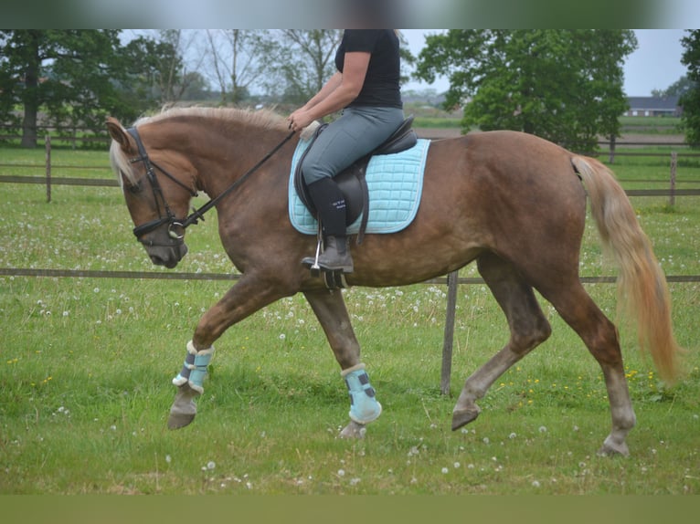 Altre razze Giumenta 4 Anni 157 cm Palomino in Breda