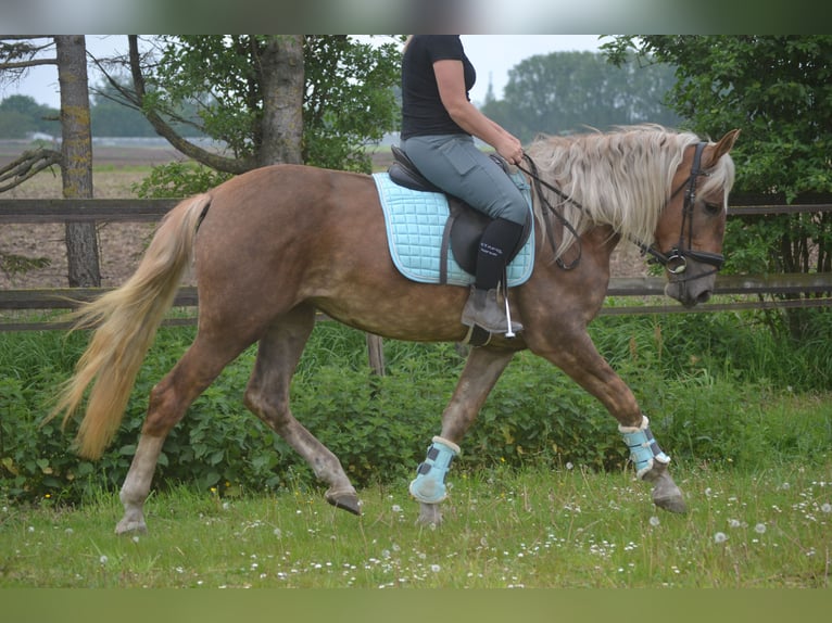 Altre razze Giumenta 4 Anni 157 cm Palomino in Breda