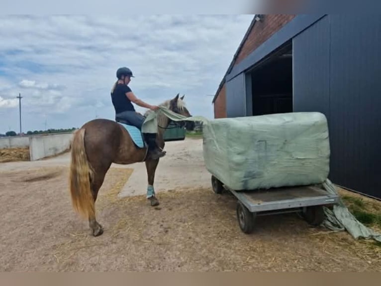 Altre razze Giumenta 4 Anni 157 cm Palomino in Breda
