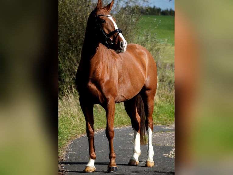 Altre razze Giumenta 4 Anni 157 cm Sauro in Nettersheim