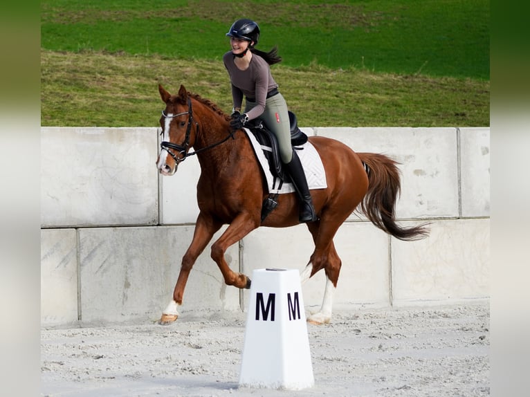 Altre razze Giumenta 4 Anni 157 cm Sauro in Nettersheim