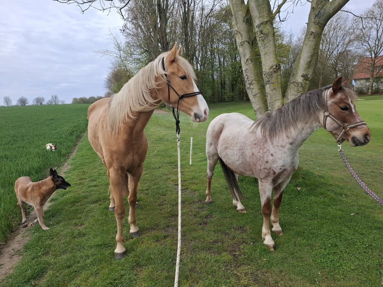 Altre razze Giumenta 4 Anni 158 cm Palomino in Geilenkirchen