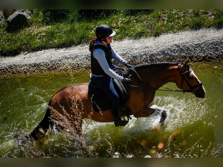 Altre razze Giumenta 4 Anni 160 cm  in Nettersheim