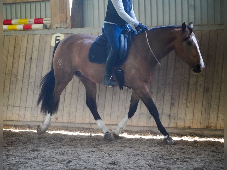 Altre razze Giumenta 4 Anni 160 cm  in Nettersheim