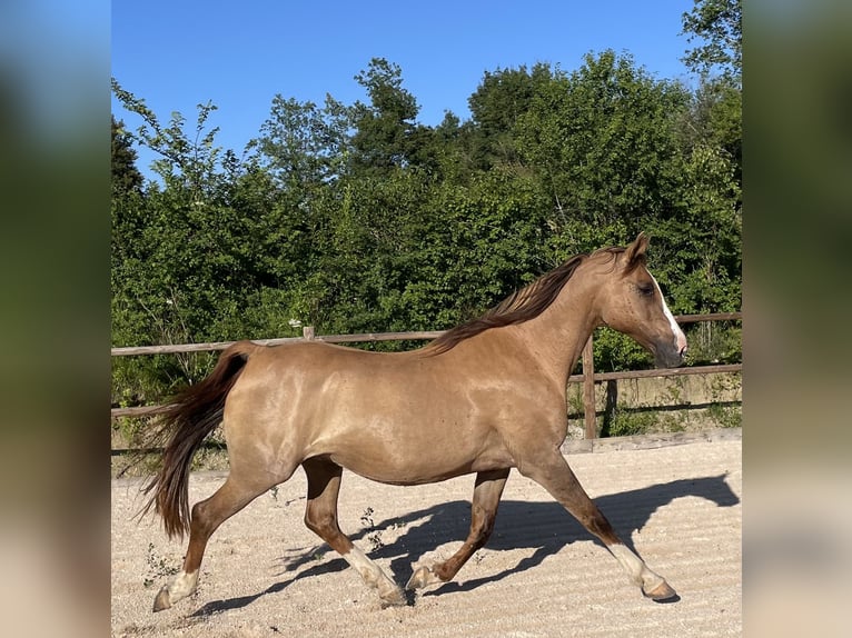 Altre razze Mix Giumenta 4 Anni 160 cm Palomino in Fabas