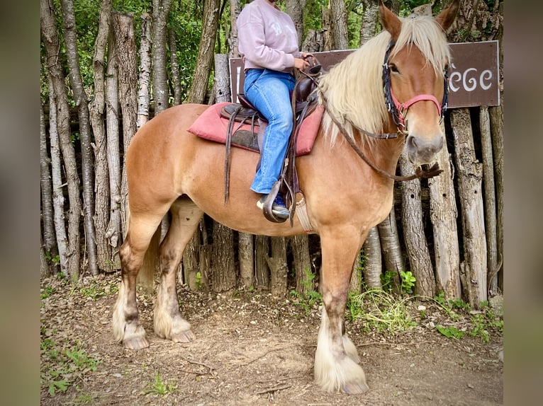 Altre razze Giumenta 4 Anni 160 cm Palomino in Uzes