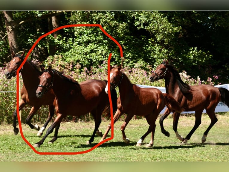Altre razze Giumenta 4 Anni 161 cm Baio in Rotenburg an der Fulda