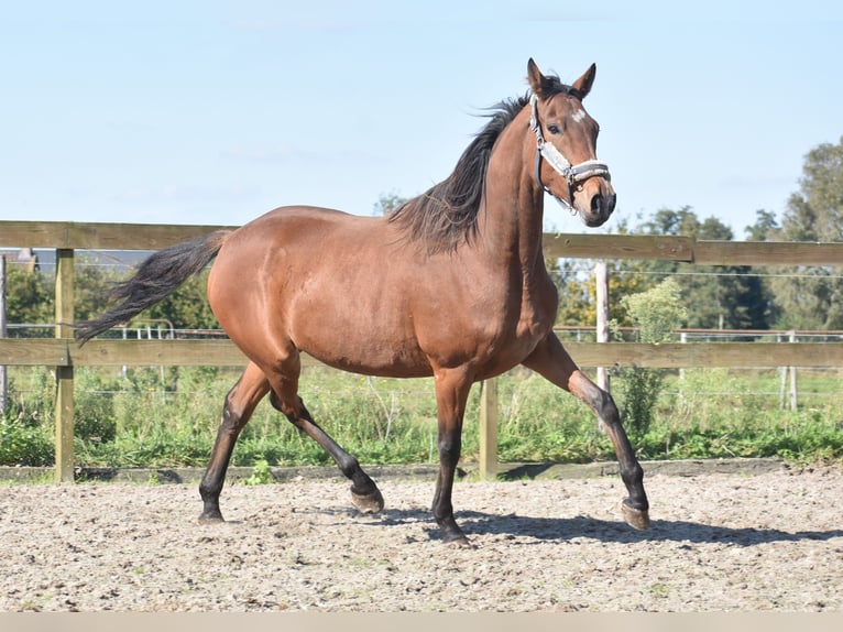 Altre razze Giumenta 4 Anni 163 cm Baio in Achtmaal