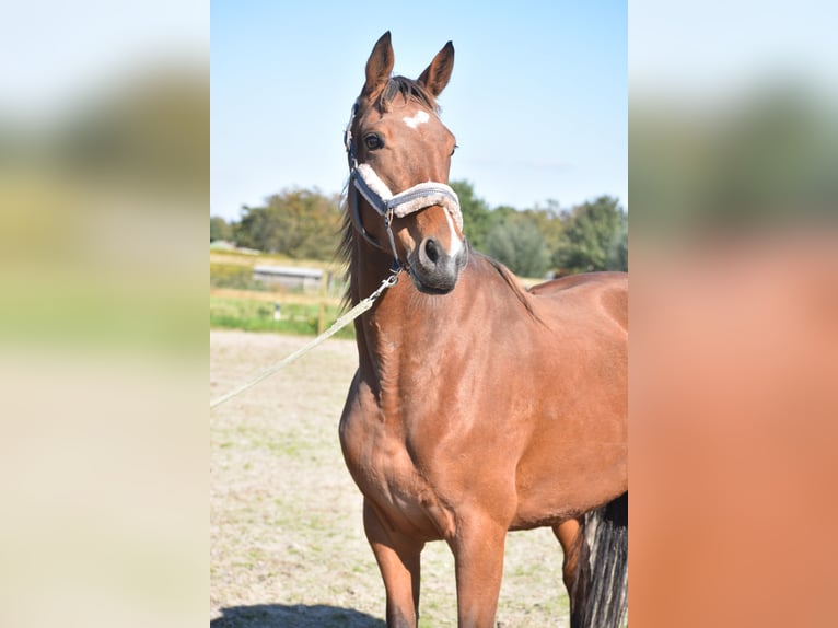 Altre razze Giumenta 4 Anni 163 cm Baio ciliegia in Achtmaal