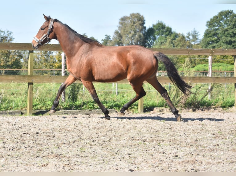 Altre razze Giumenta 4 Anni 163 cm Baio ciliegia in Achtmaal