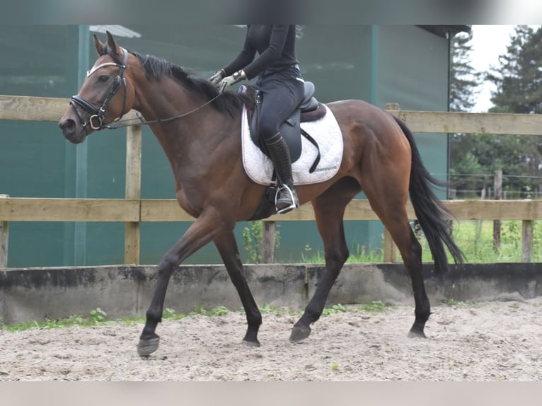 Altre razze Giumenta 4 Anni 163 cm Baio scuro in Achtmaal