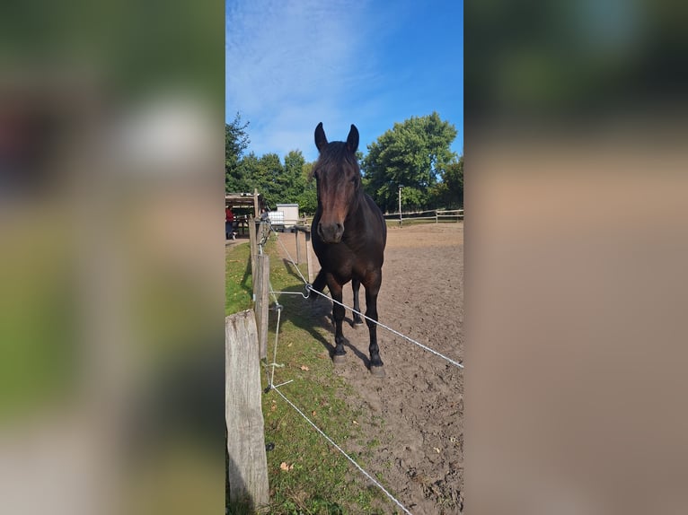 Altre razze Mix Giumenta 4 Anni 165 cm Baio in Hasloh