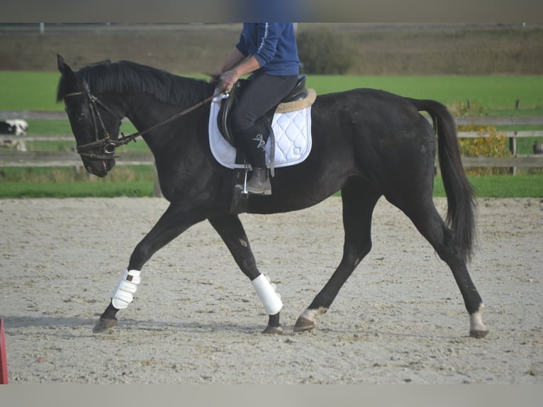 Altre razze Giumenta 4 Anni 165 cm Morello in Breda