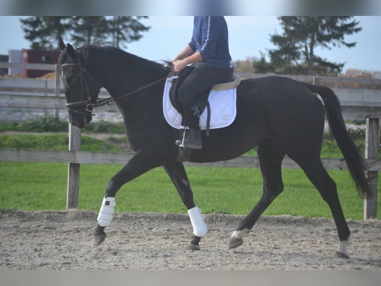 Altre razze Giumenta 4 Anni 165 cm Morello in Breda