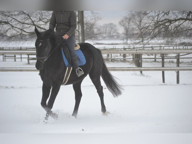 Altre razze Giumenta 4 Anni 165 cm Morello in Breda