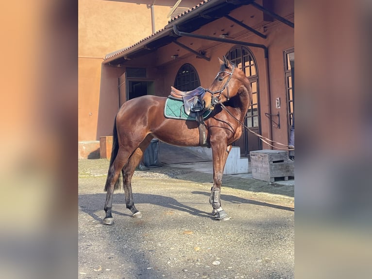 Altre razze Giumenta 4 Anni 168 cm Baio in Torino