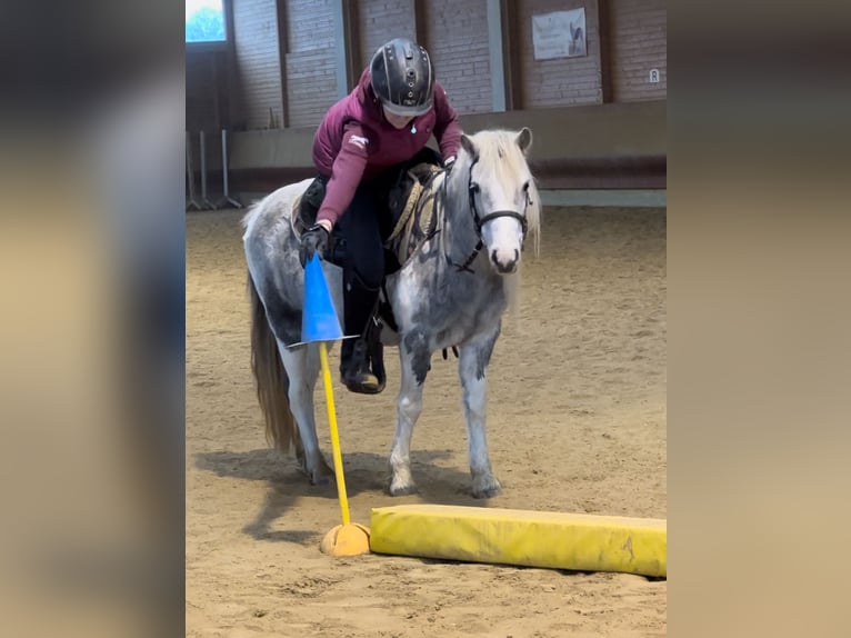 Altre razze Giumenta 5 Anni 126 cm Pezzato in Achstetten