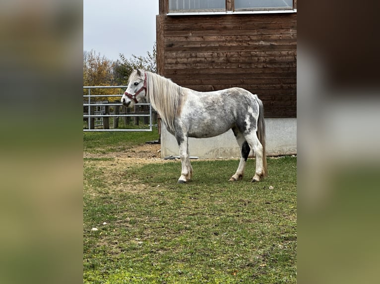 Altre razze Giumenta 5 Anni 126 cm Pezzato in Achstetten