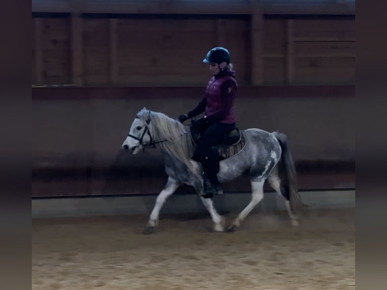 Altre razze Giumenta 5 Anni 126 cm Pezzato in Achstetten