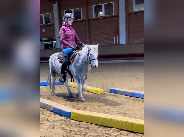 Altre razze Giumenta 5 Anni 126 cm Pezzato in Achstetten