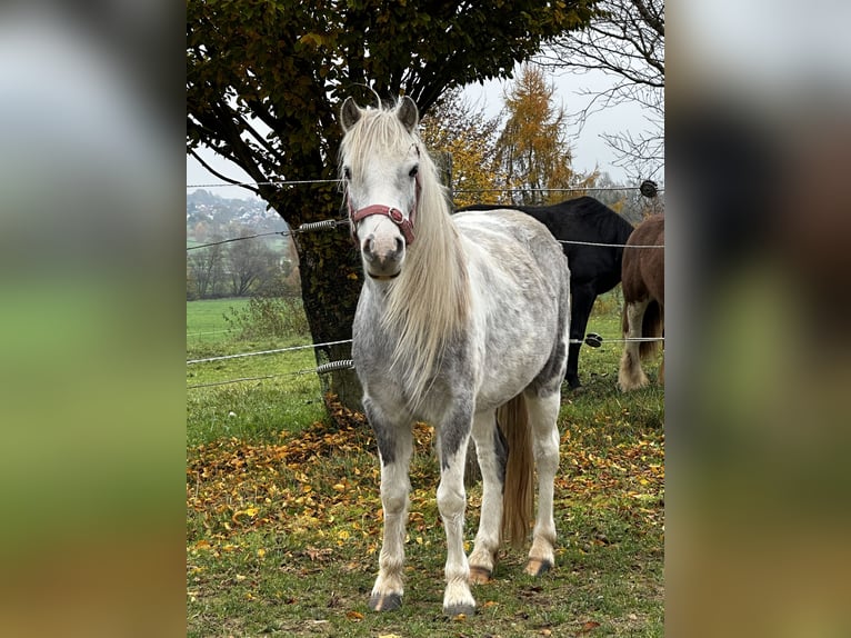 Altre razze Giumenta 5 Anni 126 cm Pezzato in Achstetten