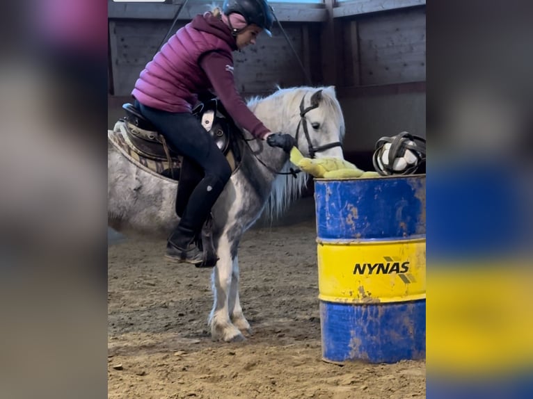 Altre razze Giumenta 5 Anni 126 cm Pezzato in Achstetten