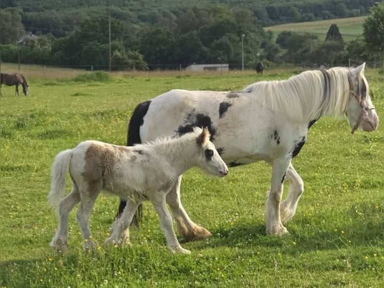 Altre razze Giumenta 5 Anni 135 cm Pezzato in Linkenbach