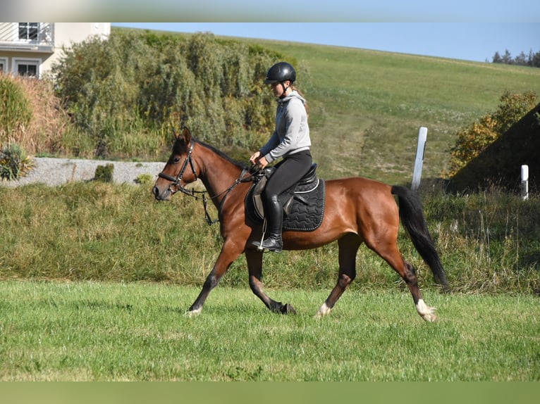 Altre razze Mix Giumenta 5 Anni 141 cm Baio in Arnstorf