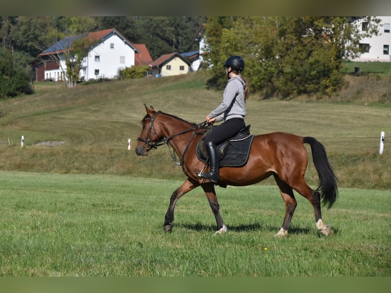 Altre razze Mix Giumenta 5 Anni 141 cm Baio in Arnstorf
