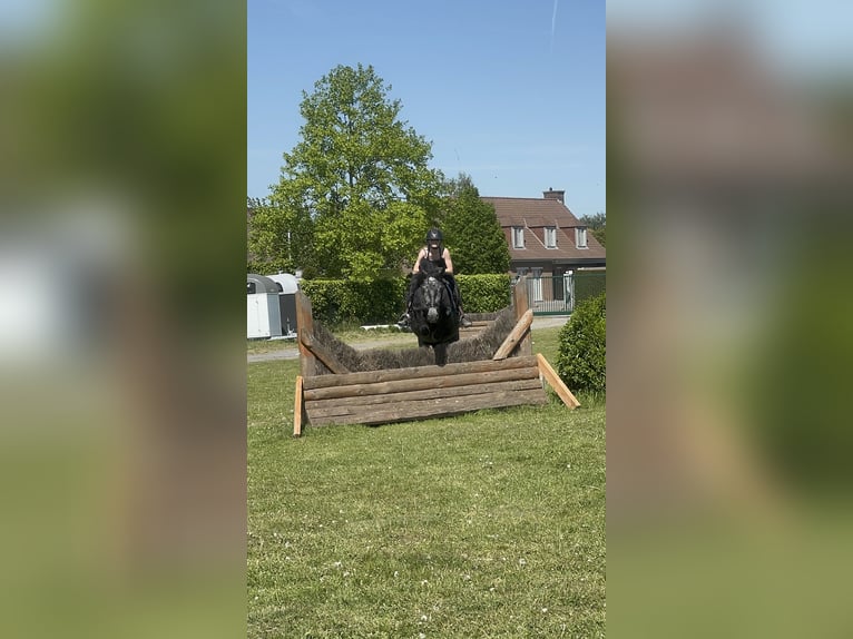 Altre razze Giumenta 5 Anni 142 cm Può diventare grigio in Kortrijk