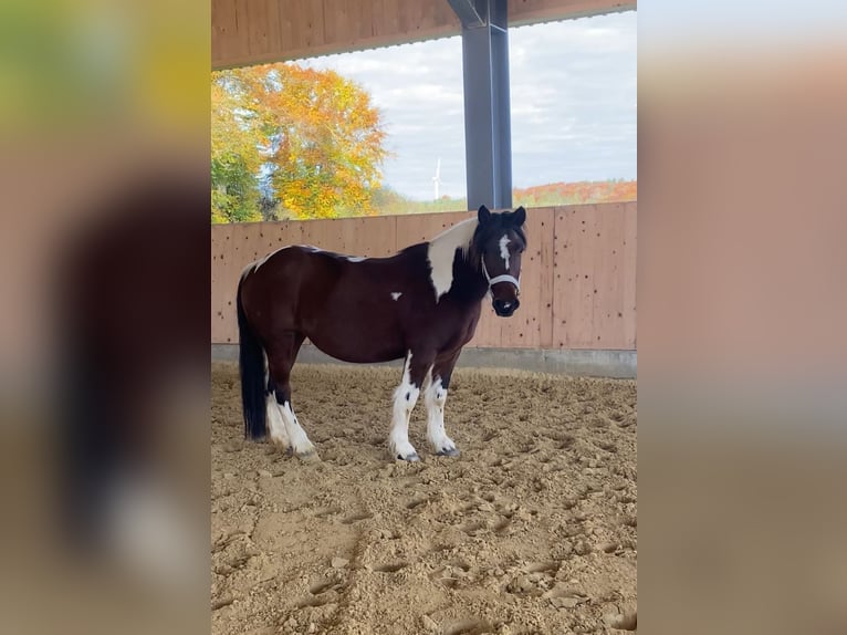 Altre razze Mix Giumenta 5 Anni 144 cm Pezzato in Westerheim