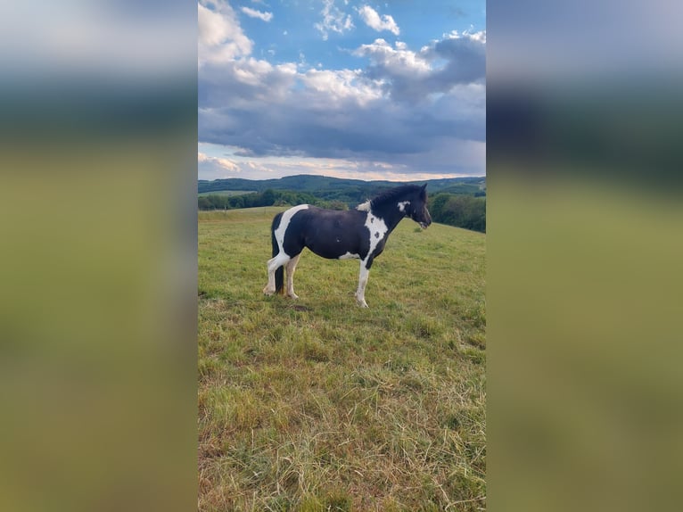 Altre razze Giumenta 5 Anni 145 cm Pezzato in Herrstein
