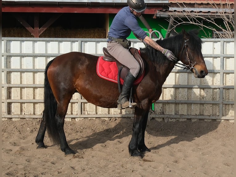 Altre razze Giumenta 5 Anni 148 cm Baio scuro in Rudersdorf