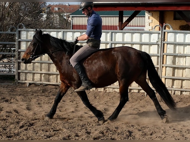 Altre razze Giumenta 5 Anni 148 cm Baio scuro in Rudersdorf