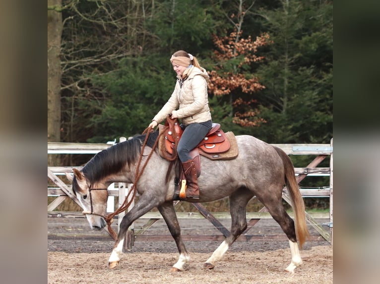 Altre razze Mix Giumenta 5 Anni 150 cm Falbo baio in Oberhausen