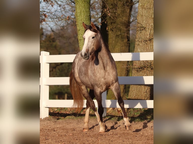 Altre razze Mix Giumenta 5 Anni 150 cm Falbo baio in Oberhausen