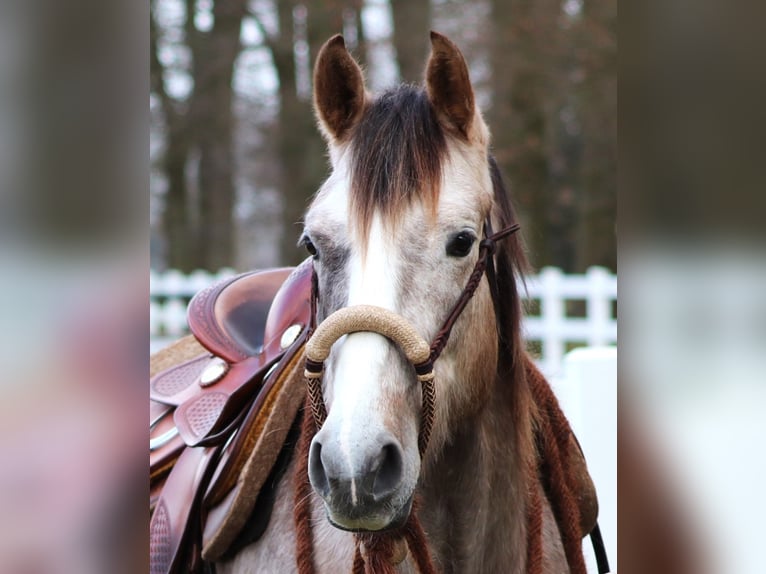 Altre razze Mix Giumenta 5 Anni 150 cm Falbo baio in Oberhausen