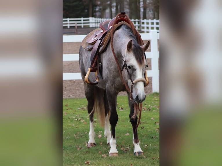 Altre razze Mix Giumenta 5 Anni 150 cm Falbo baio in Oberhausen