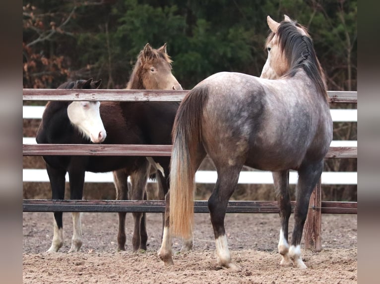 Altre razze Mix Giumenta 5 Anni 150 cm Falbo baio in Oberhausen