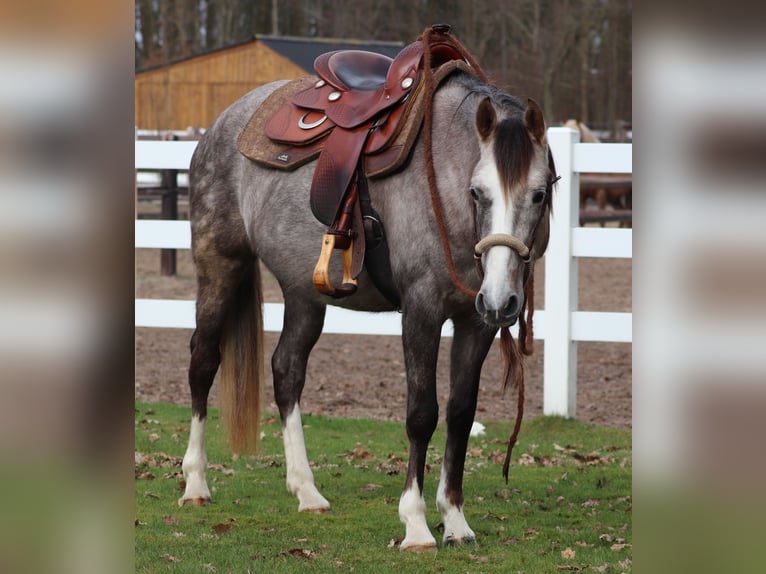 Altre razze Mix Giumenta 5 Anni 150 cm Falbo baio in Oberhausen