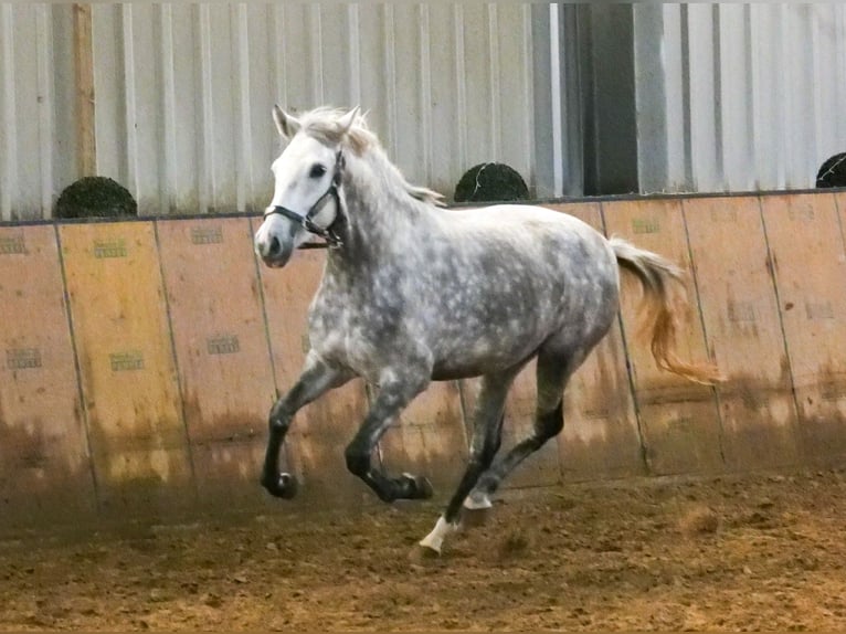 Altre razze Giumenta 5 Anni 152 cm Grigio pezzato in Neustadt (Wied)