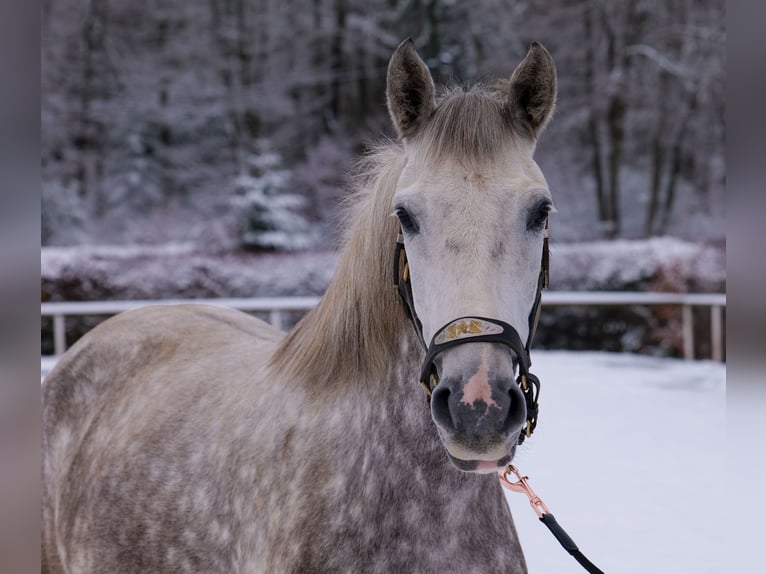 Altre razze Giumenta 5 Anni 152 cm Grigio pezzato in Neustadt (Wied)